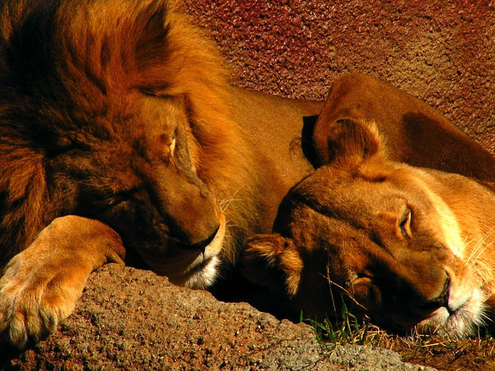 lions resting