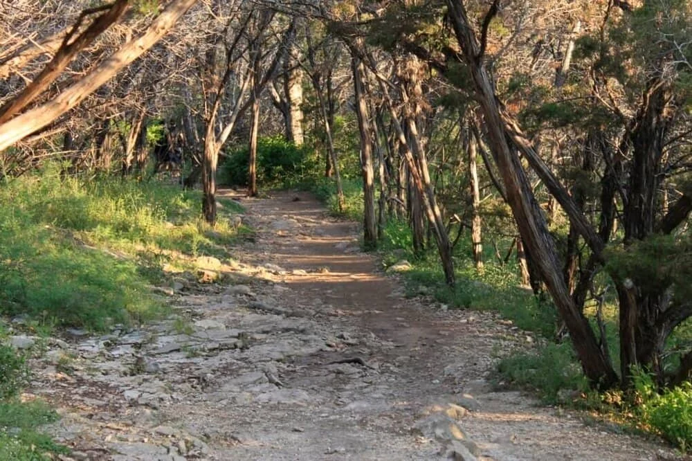 A path in the woods