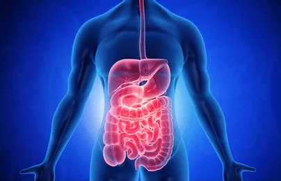 Digital graphic of the gut inside a body.