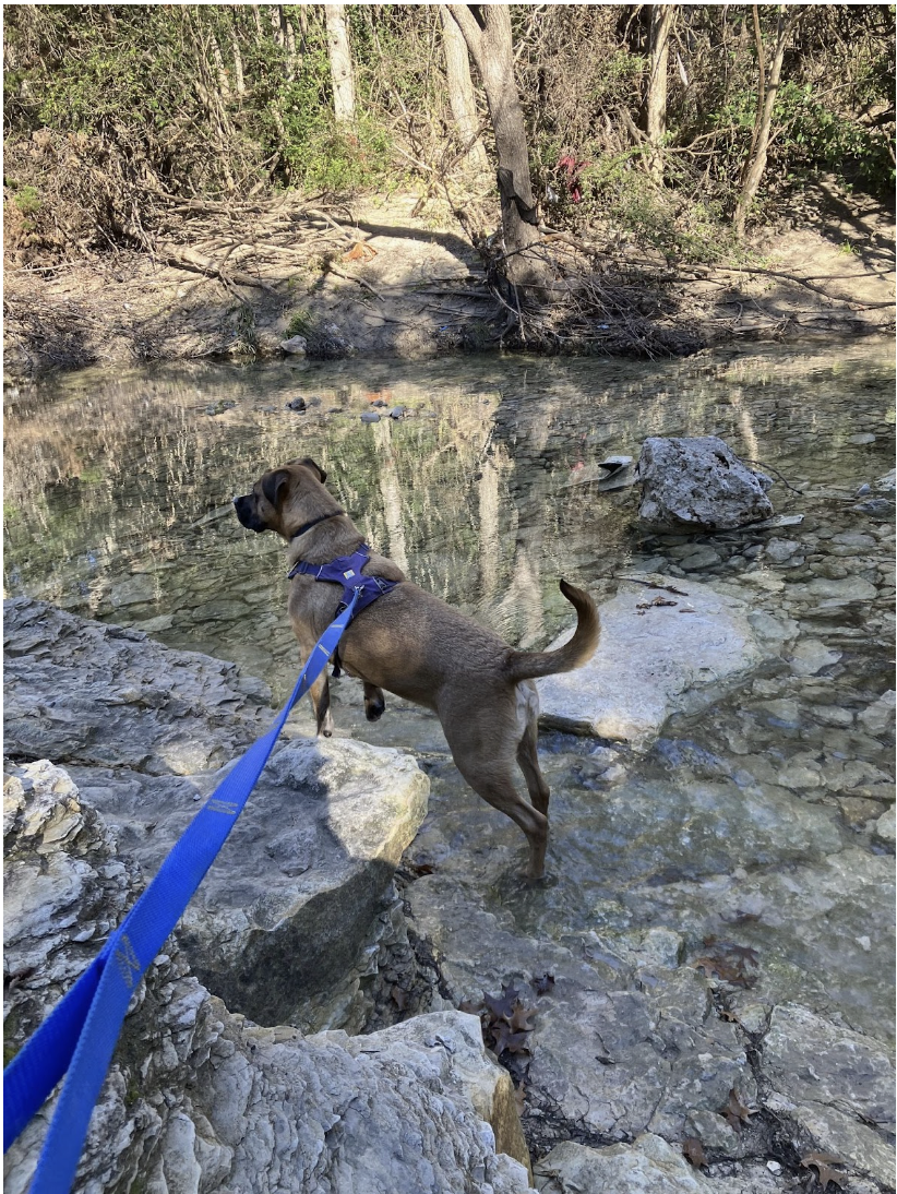 A brown dog on a leash, named Tyson, wades in the water of Walnut Creek