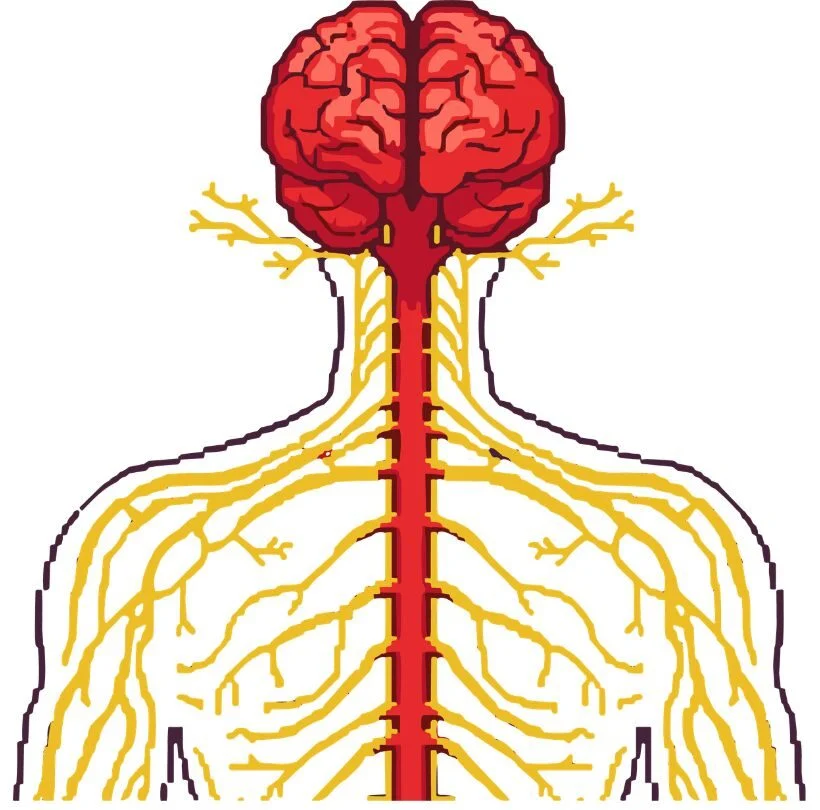 Graphic of nervous system