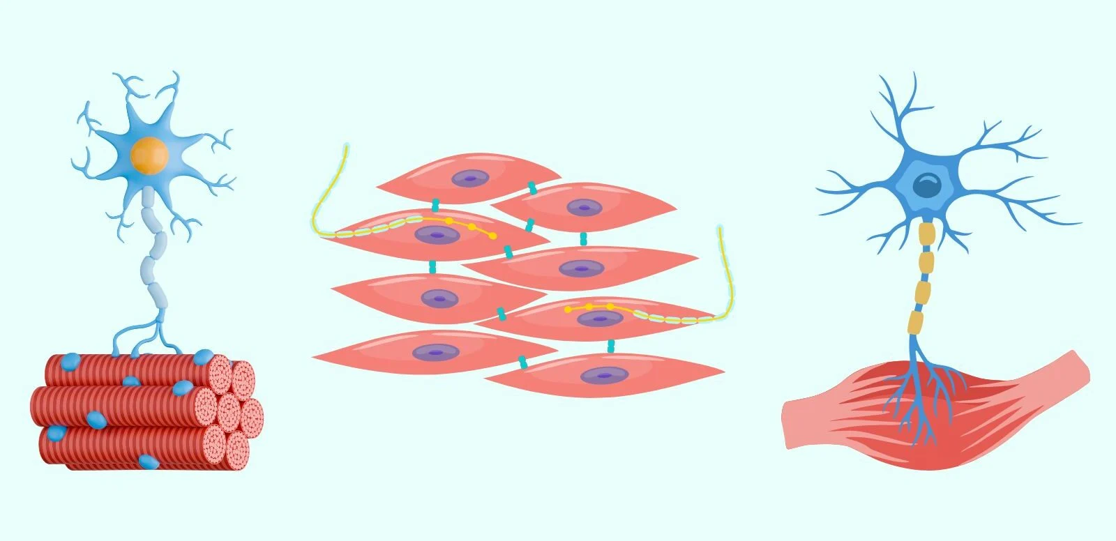 Graphic of motor units